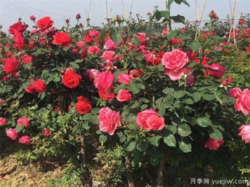 園林人必須知道的100個(gè)花卉基礎知識點(diǎn)
