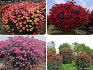 想種出精品花木，正確施肥是關(guān)鍵