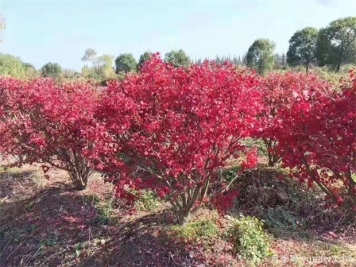 想通過(guò)彩葉苗木賺錢(qián)，哪些苗木品種最暢銷(xiāo)