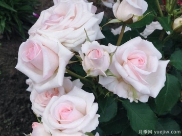 蝴蝶之吻貝爾蒙特月季的優(yōu)缺點(diǎn)是什么？