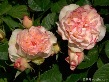 香吻月季的優(yōu)缺點(diǎn)是什么？