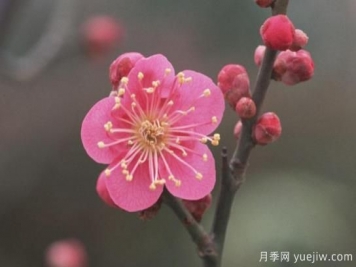 梅花如何栽培？養護辦法分享