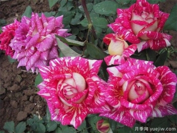 黑龍江花友該如何養殖月季花？