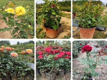 內蒙古適合種植月季嗎？