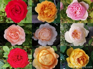 苗木行業(yè)持續低迷，南陽(yáng)花農還能堅持多久？