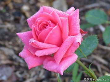 帕梅拉粉紅月季的優(yōu)缺點(diǎn)是什么？