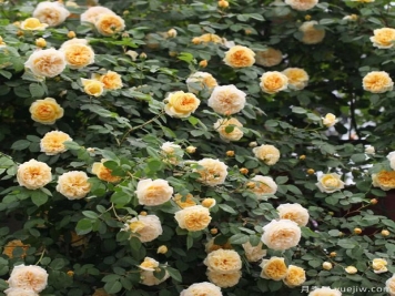 藤本月季不開(kāi)花怎么辦，藤本月季不開(kāi)花原因分析