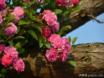 庭院月季花卉養護澆水技巧