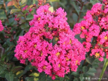 紫薇樹(shù)怎么種植？紫薇樹(shù)的種植技術(shù)與養護方法