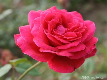包頭可以種植月季嗎？月季花盛開(kāi)不是夢(mèng)