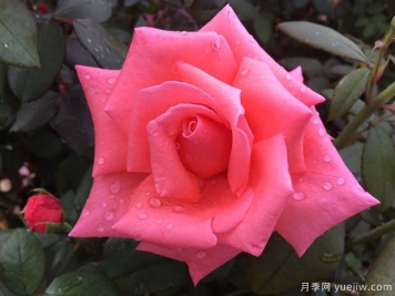 阿曼達路易絲月季的優(yōu)缺點(diǎn)是什么？