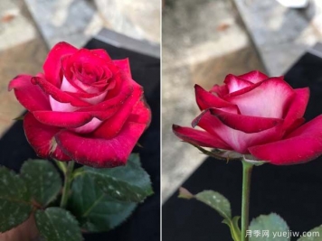 守車(chē)月季的優(yōu)缺點(diǎn)是什么？