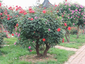 植物景觀(guān)的應用：?jiǎn)棠九c灌木的應用與表達
