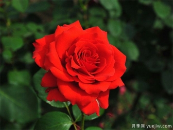 月季花的品種有多少？月季品種優(yōu)選及應用研究
