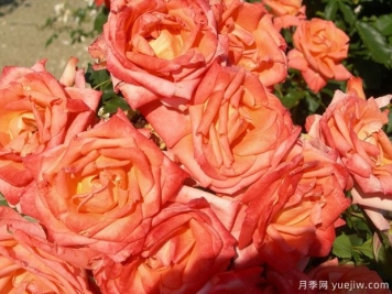金沙玫瑰月季的優(yōu)缺點(diǎn)是什么？