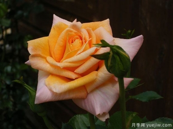 夏日飛濺月季的優(yōu)缺點(diǎn)是什么？