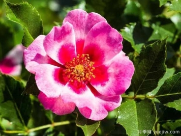 皇后巴比倫眼睛月季的優(yōu)缺點(diǎn)是什么？
