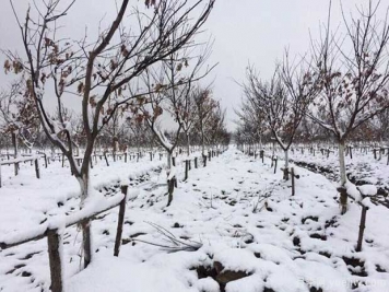 大雪天氣下怎樣保護苗木？