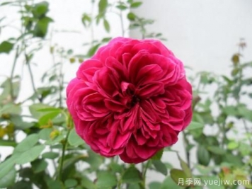莎士比亞月季和紅色達芬奇月季的區別是什么
