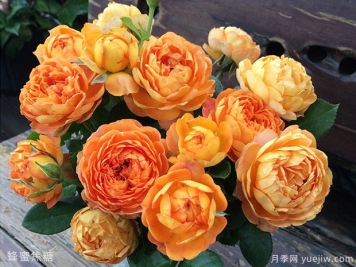 月季花的花語(yǔ)是什么？各種顏色月季花代表的花語(yǔ)