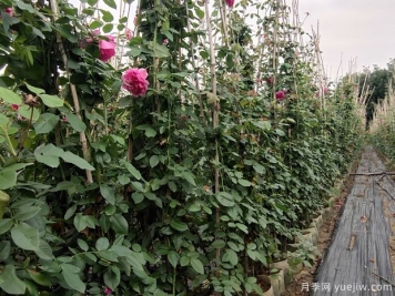 藤本月季的種植和養殖方法