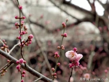 蠟梅和梅花有什么區別？