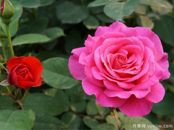 花卉苗木交易中怎么區分一級苗和二級苗？