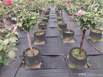 育苗容器影響植物生長(cháng)嗎？樹(shù)狀月季是否適合容器苗？