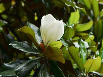 南召廣玉蘭的栽植與養護技術(shù)