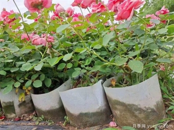 如何養好盆栽月季，如何養爆花？全方位解讀