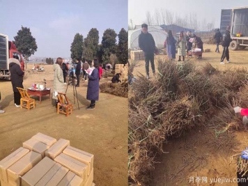南陽(yáng)成功月季園聯(lián)手田園劉娟，月季苗走進(jìn)千家萬(wàn)戶(hù)