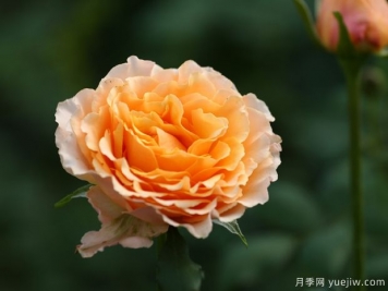 橙舞裙月季/橙色拉康帕內拉舞裙月季