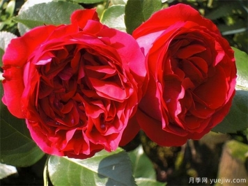 推薦10款經(jīng)典月季品種，新手花友種了不會(huì )后悔