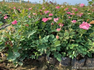 盆栽月季為何花朵越開(kāi)越小