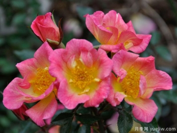 星星升起月季的優(yōu)缺點(diǎn)是什么？