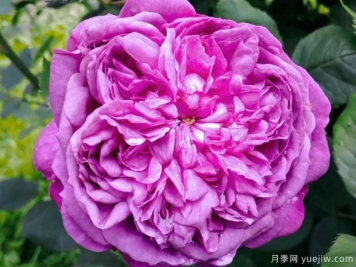 紫羅蘭皇后月季/雷內的紫羅蘭