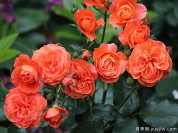九月黃昏月季的優(yōu)缺點(diǎn)是什么？