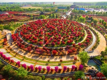 南陽(yáng)月季花開(kāi)全球，南陽(yáng)月季基地擬建特色小鎮