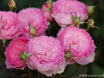溶溶月月季的優(yōu)缺點(diǎn)是什么？