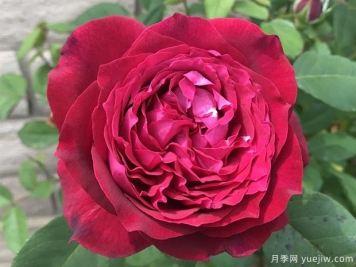 詹尼斯月季的優(yōu)缺點(diǎn)是什么？