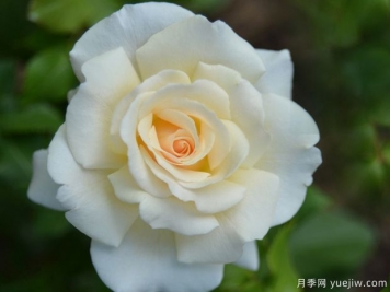 法國花邊蕾絲月季的優(yōu)缺點(diǎn)是什么？