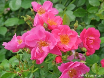 西雅月季的優(yōu)缺點(diǎn)是什么？