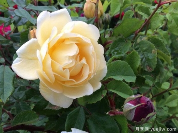 黃色休息日月季優(yōu)缺點(diǎn)是什么？