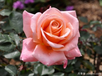 薩曼莎的夢(mèng)想月季的優(yōu)缺點(diǎn)是什么？