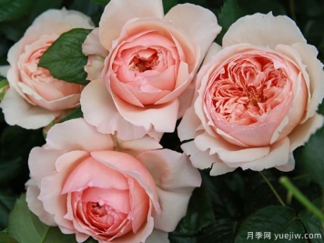 真宙月季，耐熱不耐曬，適合二廣花友的美麗月季