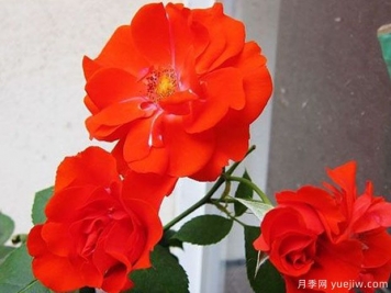 橘紅火焰月季的優(yōu)缺點(diǎn)是什么？