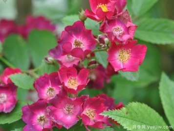 少見(jiàn)的30款巨型爬藤月季，高達5米適合做花墻拱門(mén)