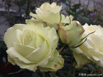 綠蘋(píng)果月季