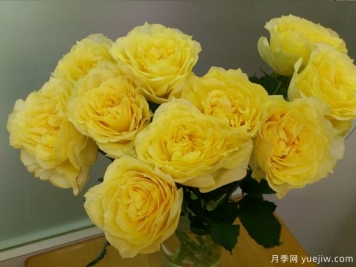 康帕內拉之星月季