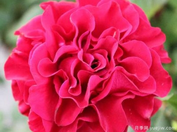 康帕內拉紅色月季